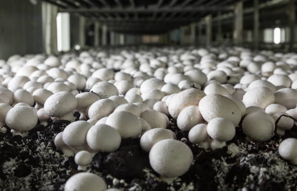 Mushroom farming business
