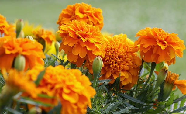 Cultivation of marigold flowers